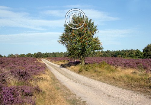   Westleton Heath Suffolk DM2171